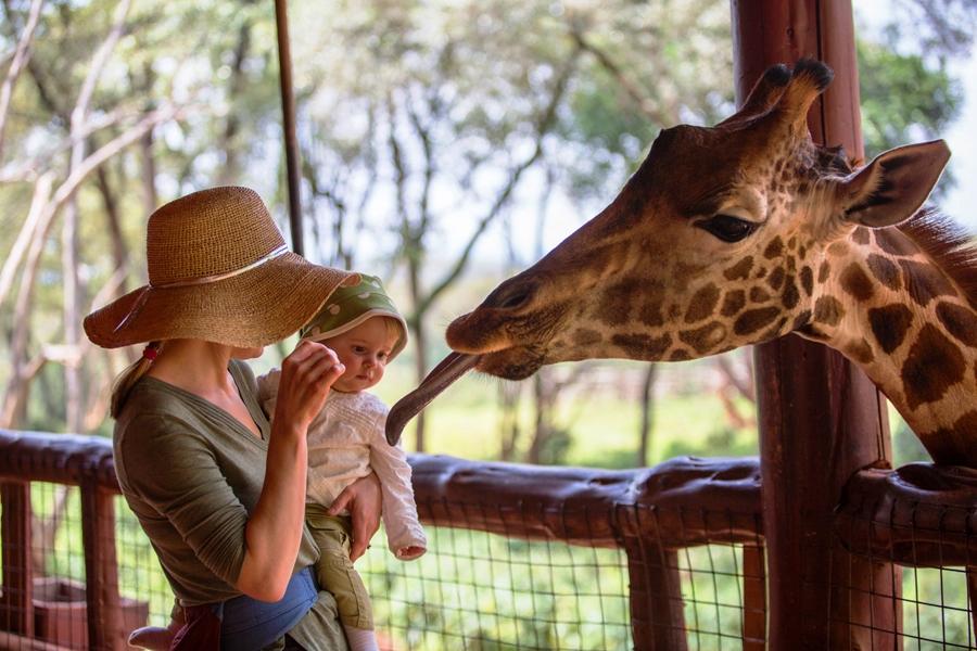 Giraffe Centre